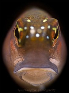 "Blenny Portrait"
Taken with +15 wet diopter by Iyad Suleyman 